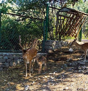 Дендрозоопарк Крымского природного заповедника