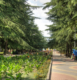 Парк с кипарисами